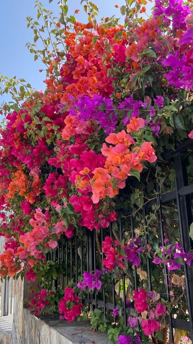خلفية رقم 293