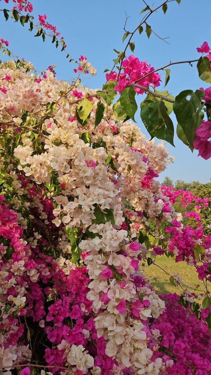 خلفية رقم 291